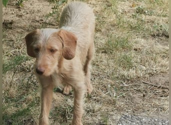 Vizsla Drahthaar (in RLP auf PS) Junghund sucht ein Zuhause.