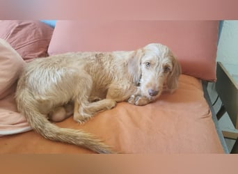 Vizsla Drahthaar (in RLP auf PS) Junghund sucht ein Zuhause.