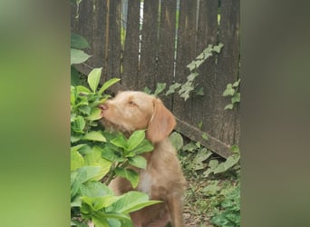 Vizsla Drahthaar (in RLP auf PS) Junghund sucht ein Zuhause.