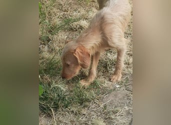 Vizsla Drahthaar (in RLP auf PS) Junghund sucht ein Zuhause.