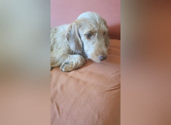 Vizsla Drahthaar (in RLP auf PS) Junghund sucht ein Zuhause.