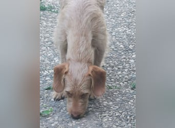 Vizsla Drahthaar (in RLP auf PS) Junghund sucht ein Zuhause.