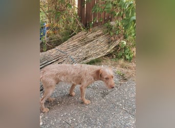 Vizsla Drahthaar (in RLP auf PS) Junghund sucht ein Zuhause.