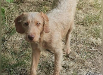 Vizsla Drahthaar (in RLP auf PS) Junghund sucht ein Zuhause.