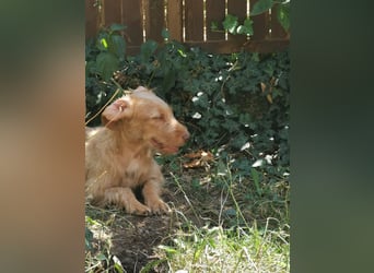 Vizsla Drahthaar (in RLP auf PS) Junghund sucht ein Zuhause.
