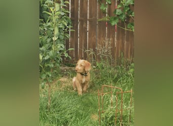 Vizsla Drahthaar (in RLP auf PS) Junghund sucht ein Zuhause.