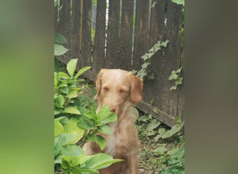 Vizsla Drahthaar (in RLP auf PS) Junghund sucht ein Zuhause.