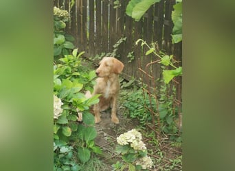 Vizsla Drahthaar (in RLP auf PS) Junghund sucht ein Zuhause.