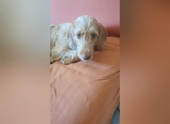 Vizsla Drahthaar (in RLP auf PS) Junghund sucht ein Zuhause.