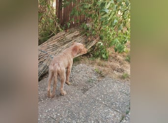 Vizsla Drahthaar (in RLP auf PS) Junghund sucht ein Zuhause.