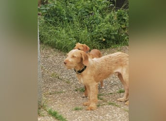 Vizsla Drahthaar (in RLP auf PS) Junghund sucht ein Zuhause.