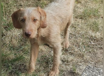 Vizsla Drahthaar (in RLP auf PS) Junghund sucht ein Zuhause.