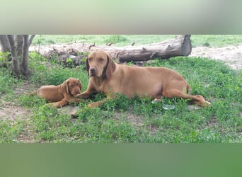 Magyar Vizsla Welpe