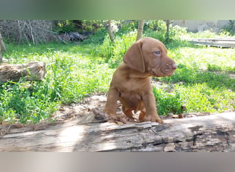 Magyar Vizsla Welpe