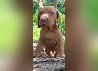 Magyar Vizsla Welpe
