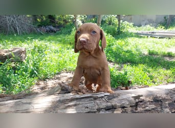 Magyar Vizsla Welpe