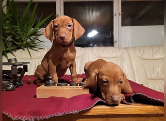 Magyar Vizsla Welpe