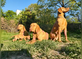 Magyar Vizsla Welpe