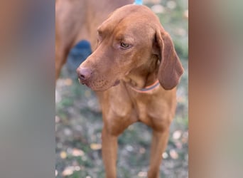 Ari - Magyar Vizsla