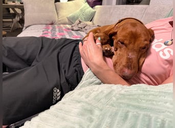 Rico ist in 15569 Woltersdorf/bei Berlin