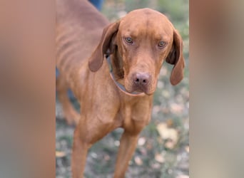 Ari - Magyar Vizsla