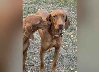Ari - Magyar Vizsla