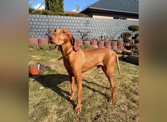 Rico ist in 15569 Woltersdorf/bei Berlin