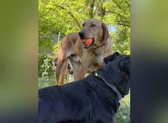 Ich heiße Vili, Magyar Vizsla-Mix