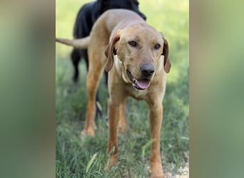 Ich heiße Vili, Magyar Vizsla-Mix