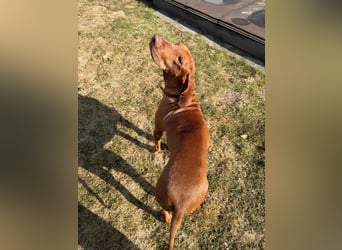 Rico ist in 15569 Woltersdorf/bei Berlin