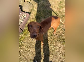 Rico ist in 15569 Woltersdorf/bei Berlin