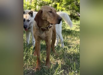 Ich heiße Vili, Magyar Vizsla-Mix