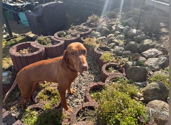 Rico ist in 15569 Woltersdorf/bei Berlin