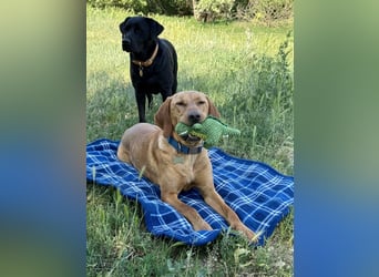 Ich heiße Vili, Magyar Vizsla-Mix