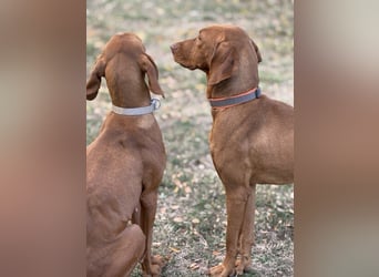 Ari - Magyar Vizsla