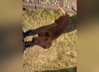 Rico ist in 15569 Woltersdorf/bei Berlin