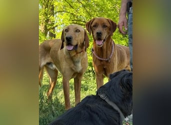 Ich heiße Vili, Magyar Vizsla-Mix
