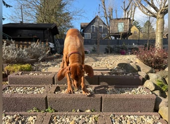 Rico ist in 15569 Woltersdorf/bei Berlin