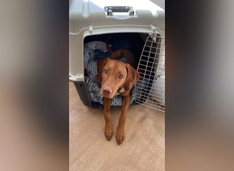 Phoebe, 3 Jahre, 55cm sucht neues Zuhause