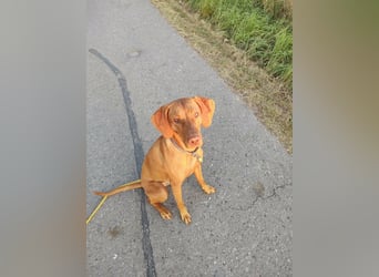 Phoebe, 3 Jahre, 55cm sucht neues Zuhause