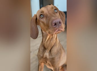 Phoebe, 3 Jahre, 55cm sucht neues Zuhause