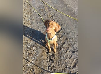 Phoebe, 3 Jahre, 55cm sucht neues Zuhause