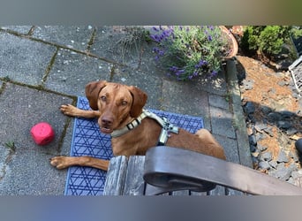 Phoebe, 3 Jahre, 55cm sucht neues Zuhause