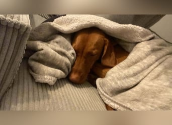 Phoebe, 3 Jahre, 55cm sucht neues Zuhause