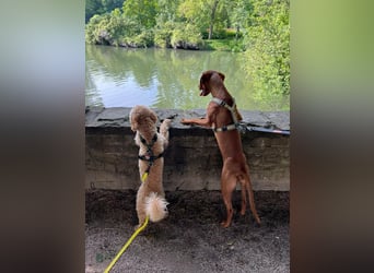 Phoebe, 3 Jahre, 55cm sucht neues Zuhause