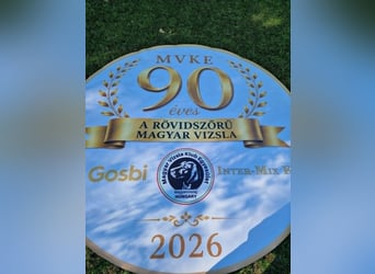 Magyar Vizsla Welpen 6.6.2026