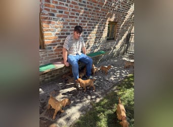 Magyar Vizsla Welpen 6.6.2026