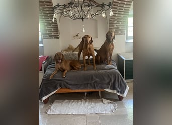 Magyar Vizsla Welpen 6.6.2026
