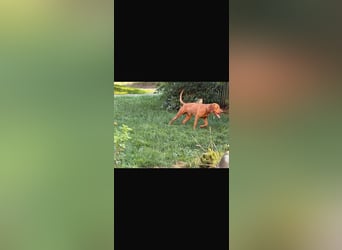 Magyar Vizsla Welpen 6.6.2026