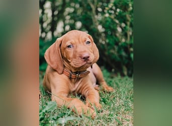 Magyar Vizsla Welpen 6.6.2026
